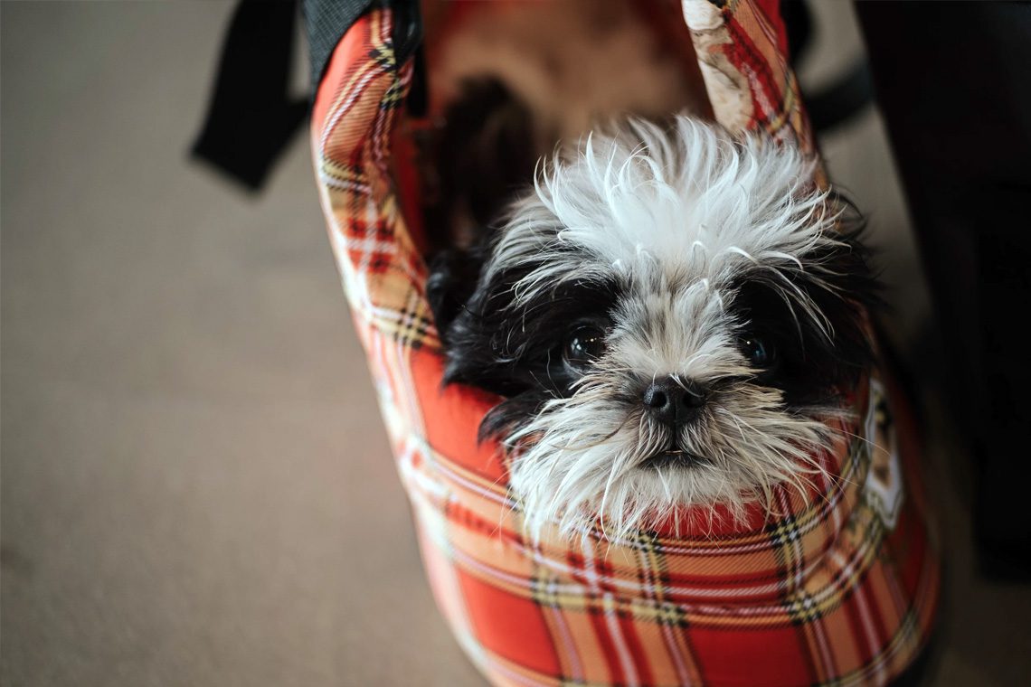 Airbnb Pet-friendly: How To Set It Up | GuestReady